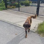 Znaleziono psa, Łódź, 28 maja 2025