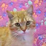 Przyjęty: 2025-05-26 Gmina: Chełmek Płeć: Kocur Opis: europejska, rude