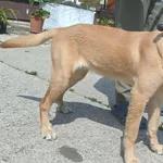 Znaleziono psa, Pieckowo, 27 maja 2025