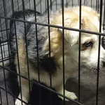 Znaleziono psa, Radom, 24 maja 2025