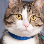 Kot do adopcji, Gdańsk, 29 maja 2025