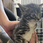 Kocurek poz. 25/243/K