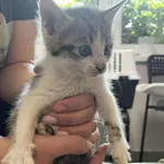 Kocurek poz. 25/244/K