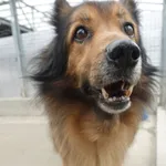 PIES Z INTERWENCJI 28.05.2025