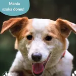 Pies do adopcji, Dąbrówka, 29 maja 2025