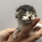 Kocurek poz. 25/234/K