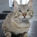 Kot do adopcji, Grudziądz, 7 maja 2025