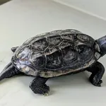 Znaleziono zwierzę, Lublin, 7 maja 2025