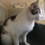 Znaleziono kota, Łódź, 29 maja 2025