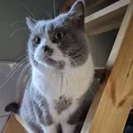 Zaginął kot brytyjski krótkowłosy Joker 