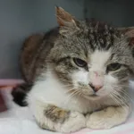 KOT Z INTERWENCJI 27.05.2025