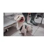 Znaleziono psa, Białystok, 29 maja 2025