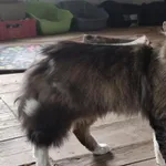 Oddam kota, Warszawa, 30 maja 2025