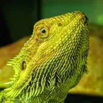 Znaleziono zwierzę, Lublin, 18 maja 2025