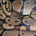 Znaleziono zwierzę, Lublin, 27 maja 2025