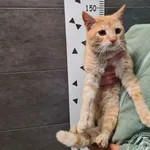 Przyjęty: 2025-05-30 Gmina: Brzeszcze Płeć: Kocur Opis: europejska, rude