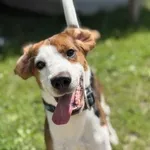 Pies do adopcji, Kraków, 16 maja 2025