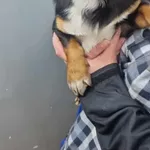 Znaleziono psa, Sosnowiec, 29 maja 2025