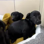 Pies do adopcji, Kraków, 29 maja 2025