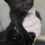 Znaleziono kota, Lublin, 29 maja 2025