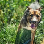 Pies do adopcji, Dłużyna Górna, 31 maja 2025