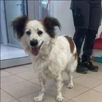 Znaleziono psa, Grudziądz, 1 czerwca 2025