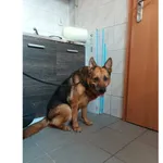 Znaleziono psa, Białystok, 1 czerwca 2025