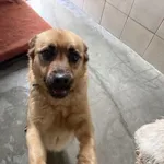 Pies do adopcji, Kraków, 18 maja 2025