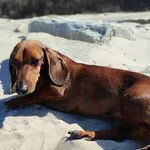 Zaginęła jamniczka brązowa