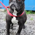 Znaleziono psa, Łódź, 1 czerwca 2025