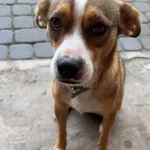 Zaginął pies, Kanie, 3 czerwca 2025