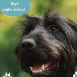 Pies do adopcji, Dąbrówka, 3 czerwca 2025