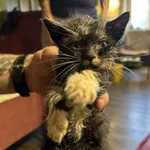 Znaleziono kota, Toruń, 1 czerwca 2025