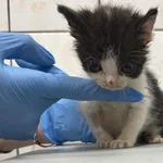 Znaleziono kota, Toruń, 31 maja 2025