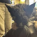 Znaleziono kota, Toruń, 1 czerwca 2025