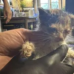 Znaleziono kota, Toruń, 1 czerwca 2025