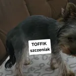 Zaginął pies, Gdańsk, 3 czerwca 2025