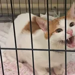 Znaleziono kota, Toruń, 31 maja 2025