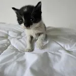 Znaleziono kota, Czartki, 3 czerwca 2025