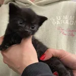 Znaleziono kota, Toruń, 30 maja 2025