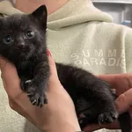 Znaleziono kota, Toruń, 30 maja 2025