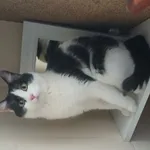 Zaginął kot, Łódź, 3 czerwca 2025