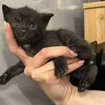 Znaleziono kota, Toruń, 30 maja 2025