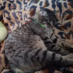 Zaginął kot, Zamość, 4 czerwca 2025