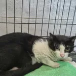 Znaleziono kota, Sosnowiec, 22 maja 2025