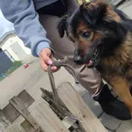 Pies do adopcji, Radom, 17 maja 2025