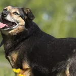 Pies do adopcji, Pieczyska, 4 czerwca 2025