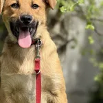 Pies do adopcji, Pieczyska, 4 czerwca 2025