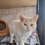 Kot do adopcji, Orzechowce, 1 czerwca 2025