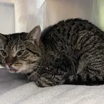 Kot do adopcji, Włocławek, 27 maja 2025